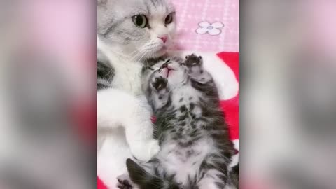 Some of the Best Animal Videos!!
