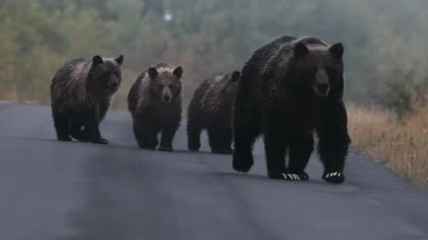 Grizzly Sow and Three Cubs