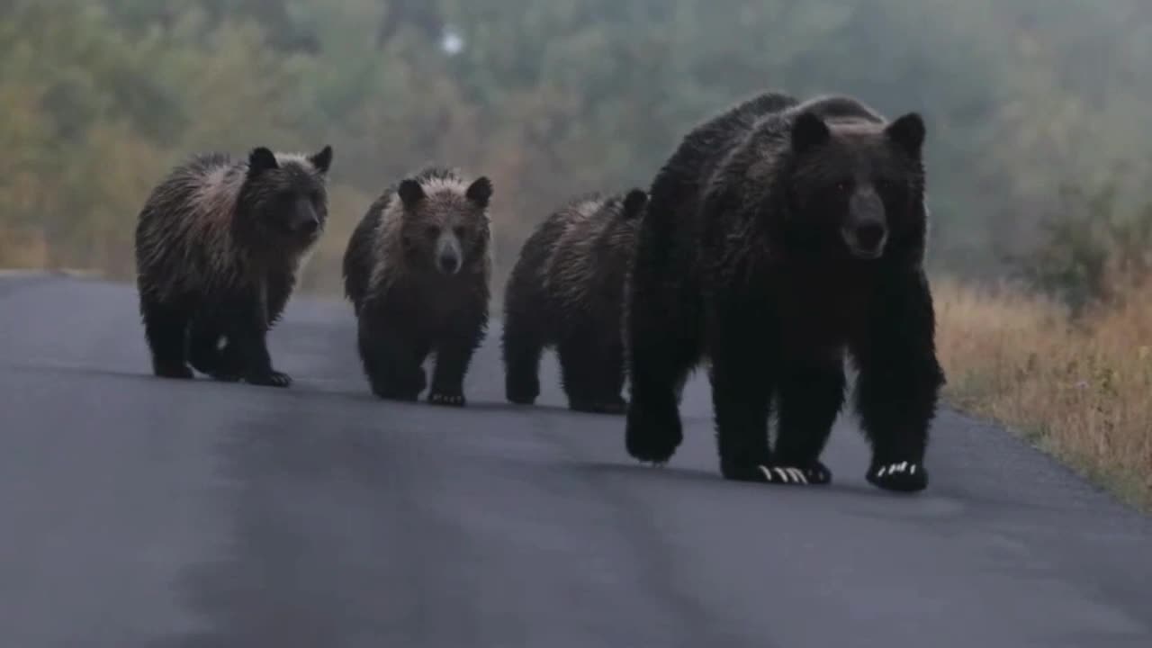 Grizzly Sow and Three Cubs