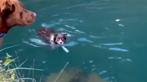 Baby funny dogs traning video