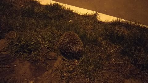 Corgi and hedgehog