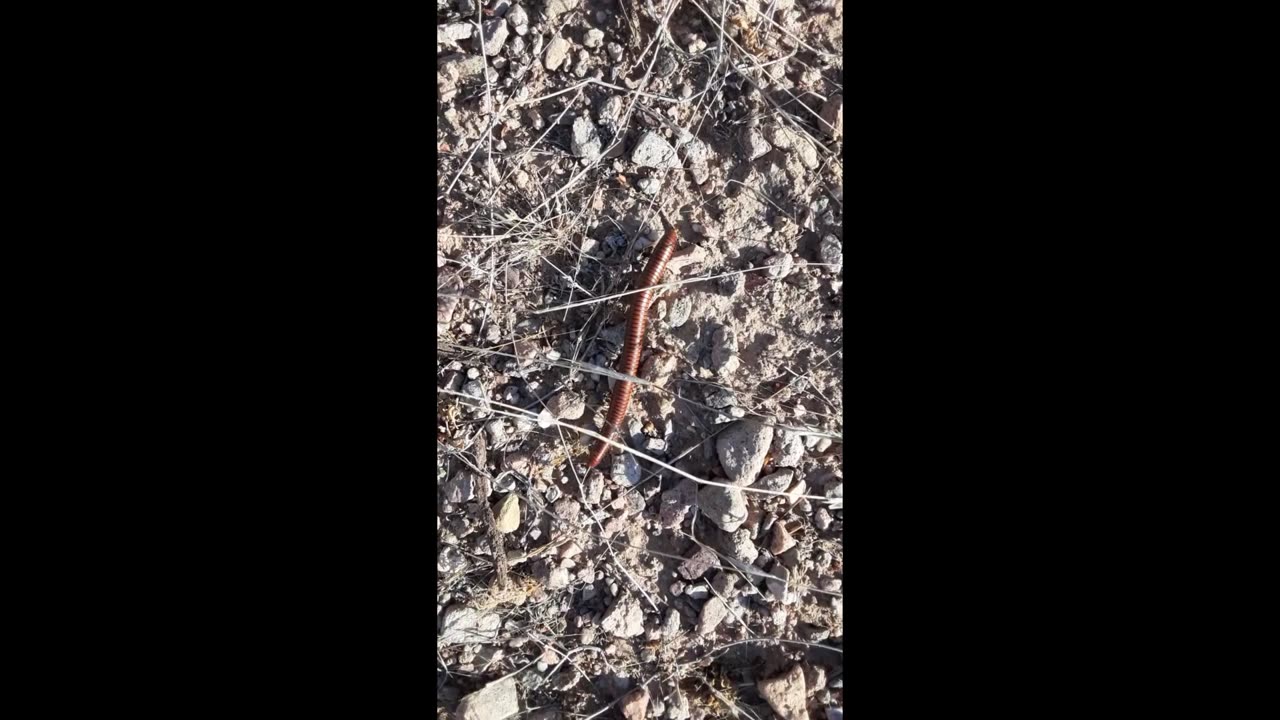 Desert Millipede