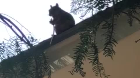 Squirrel on roof