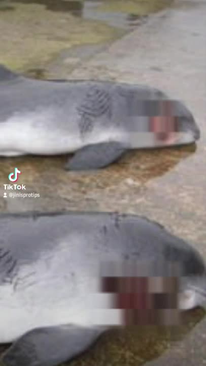 Dolphins suck, unless theyre dinner
