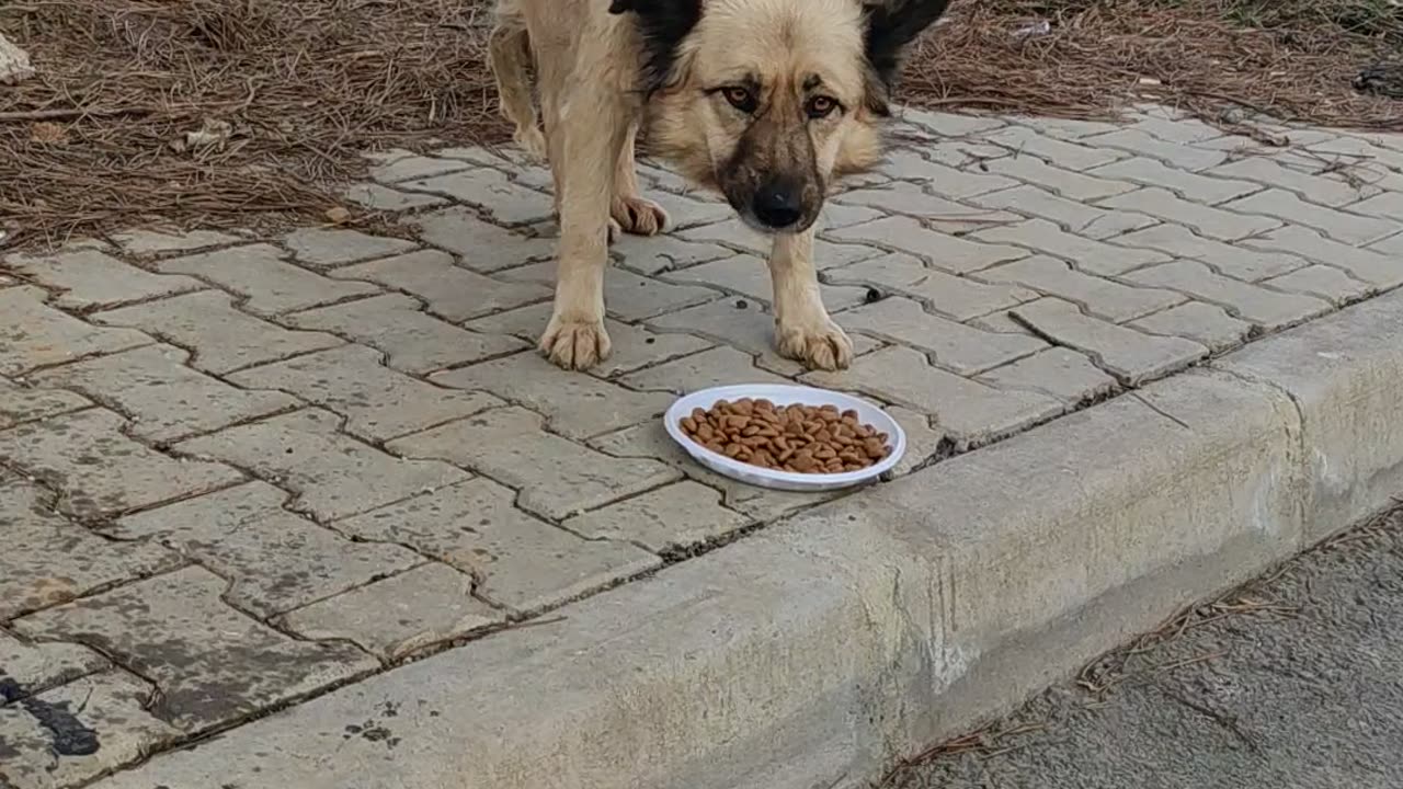 Lonely stray dog receives a plate of food