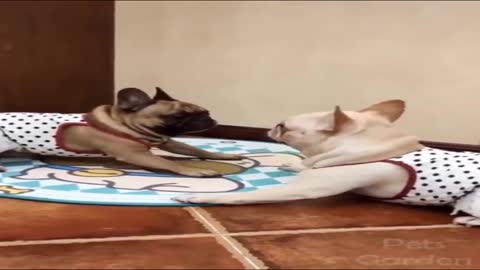 The funniest of cats & dogs ever