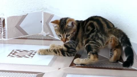 Beautiful Funny cat play