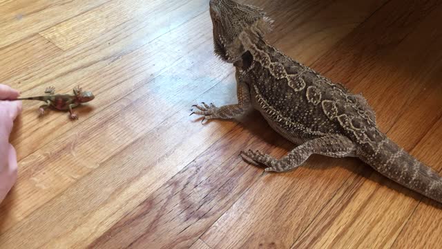 Bearded Dragons Tries to Eat Toy Bearded Dragon