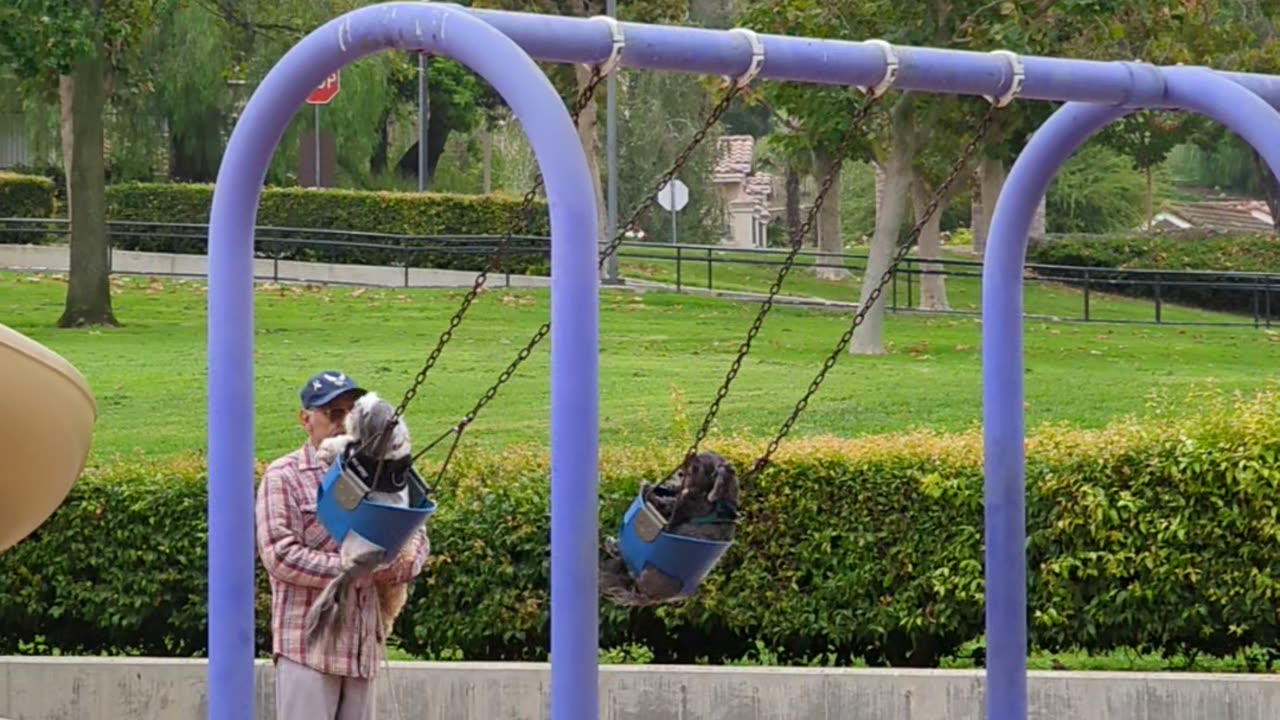 Elderly Man Pushes His Dogs on the Swings