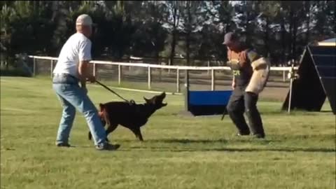 Champion Dracula Von Sagramos IPO1 Doberman in Protection training