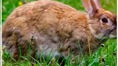 Cute rabbit