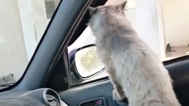 Paspas the cat happy in the car