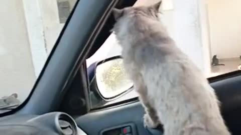 Paspas the cat happy in the car