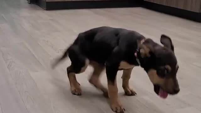 Cute Dog Dancing