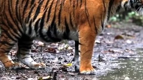Wildlife