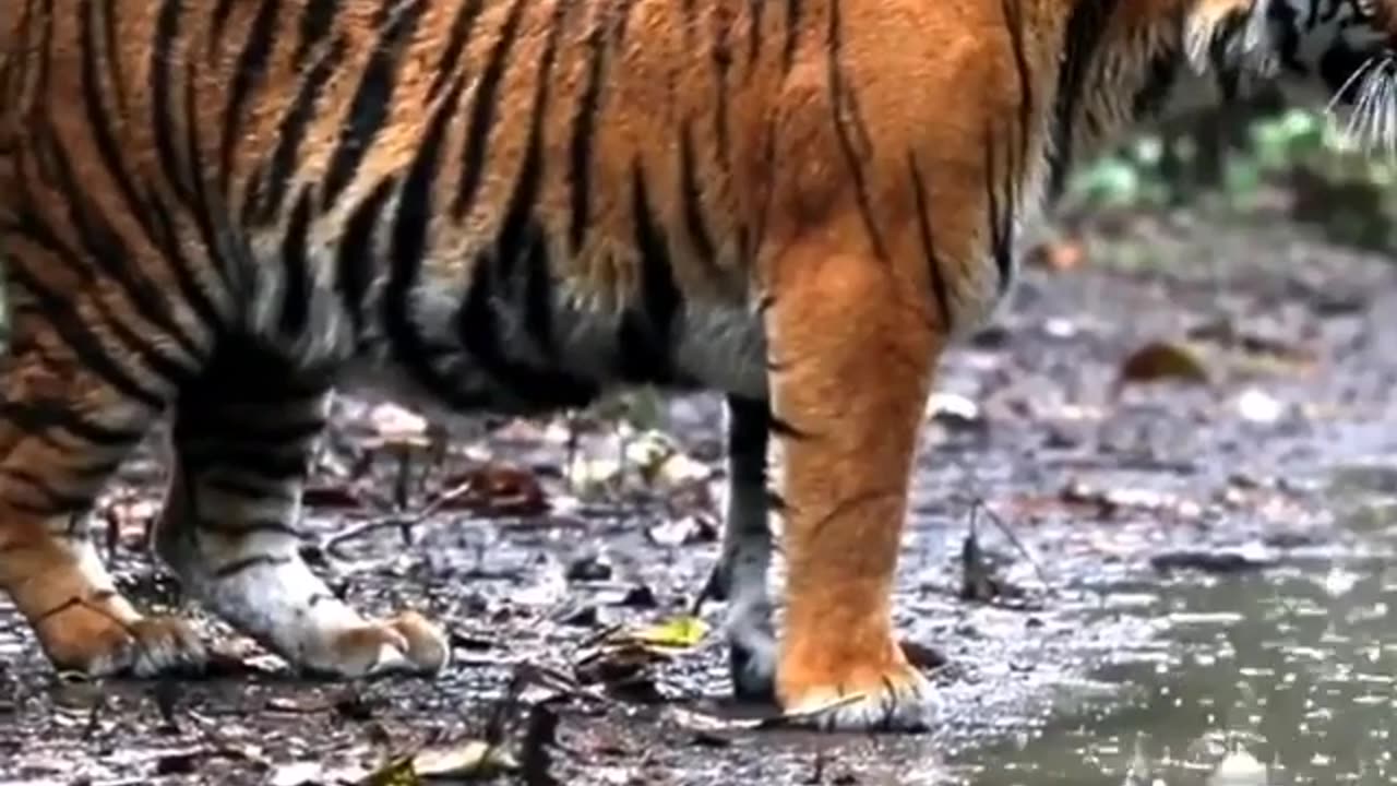 Wildlife