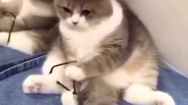 Cat funny videos