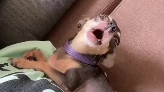 Funny dog🤣