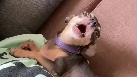 Funny dog🤣
