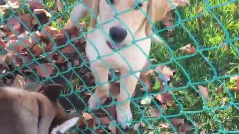 Blonde dog and german shepherd try to dig under fence to each other