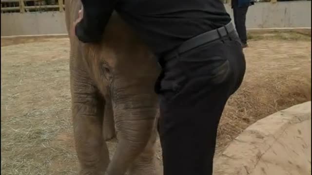 The arrogant elephant bullies the breeder