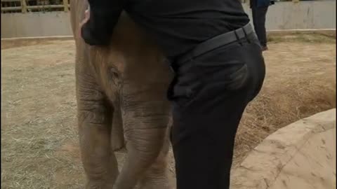 The arrogant elephant bullies the breeder