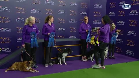 Verb captures 2019 WKC Masters Agility Grand Champion title # FOX SPORTS