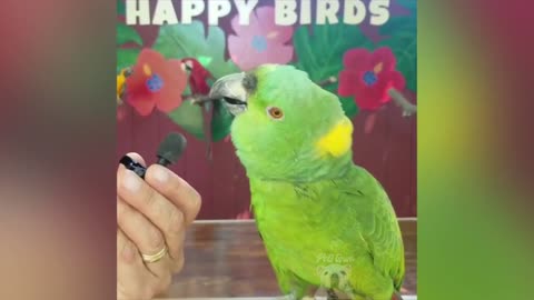Funny Parrot Compilation | Parrot Is copying dog and cat
