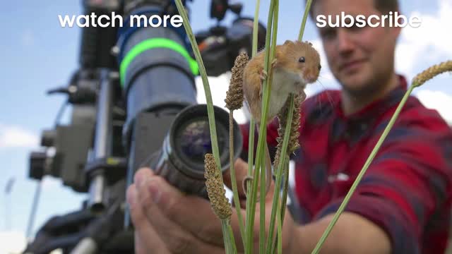 Viper Bite in Slow Mo! | BBC Earth