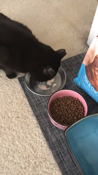 Luna loving her treat!