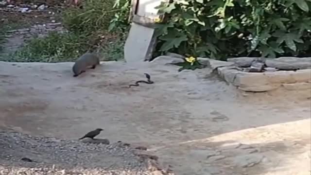 Snake Fight2