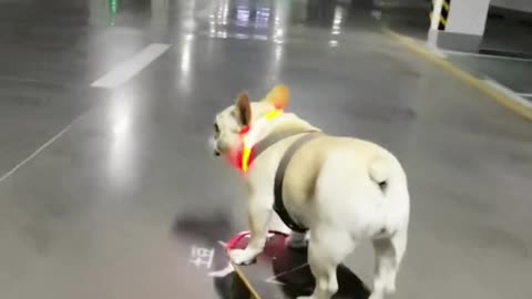 English Bulldog Can Skate Better Than You