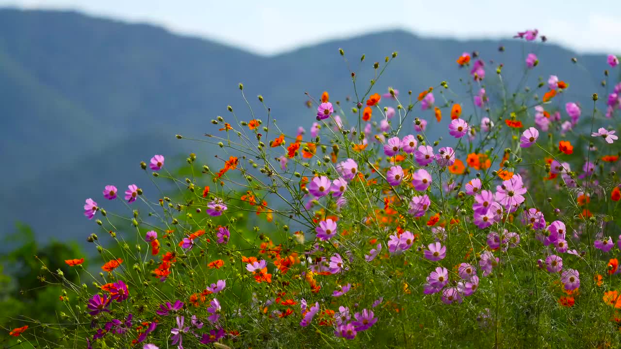 A Beautiful seen of Cosmos Flowers.