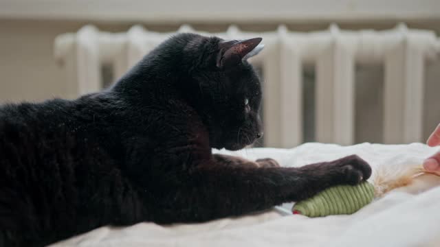 cat playing with toy - watch