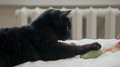 cat playing with toy - watch