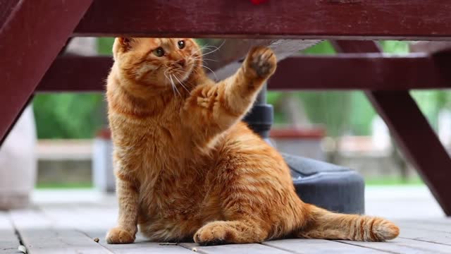 Yellow cat plays with a cat stick