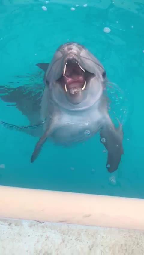 Dolphin is a beautiful animal