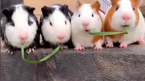 Best cute and funny animal video