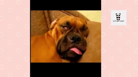 Dog Snoring Champions *** watch til the end*** cute and funny