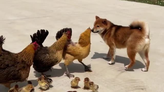 dog and chicken