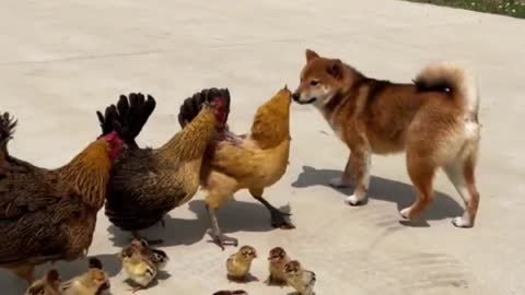 dog and chicken