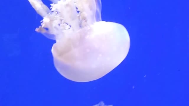 jelly fish in the ocean | jellyfish looking very beautiful|fishes||jellyfish