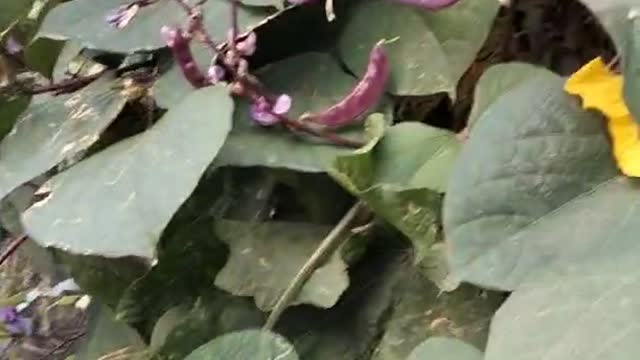 Have you seen this purple bean