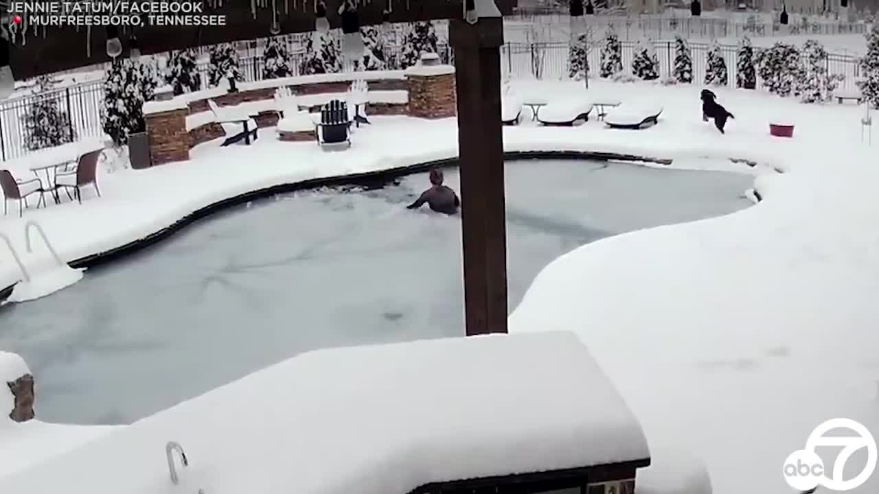 Woman Saves Dog From A Freezing Pool in Tennessee