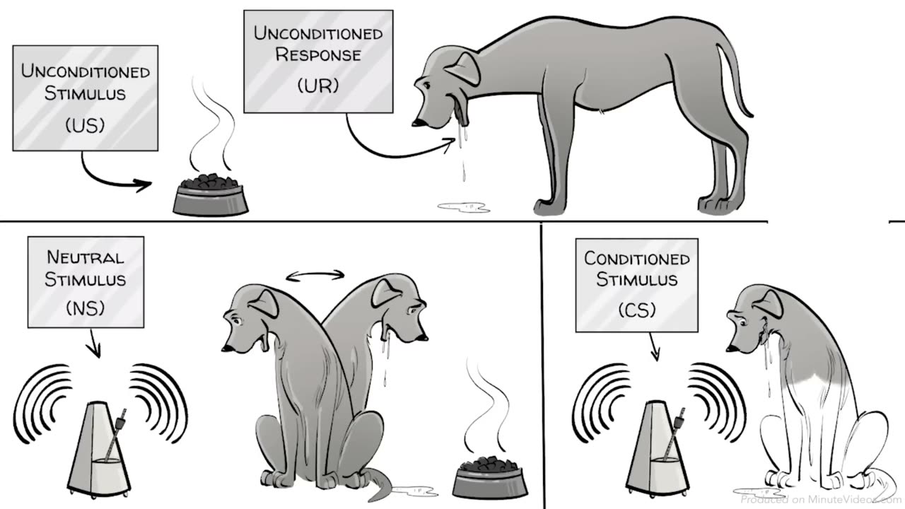 Pavlov’s Classical Conditioning