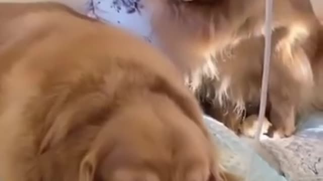 Cutest dogs video compilation ever ♥️