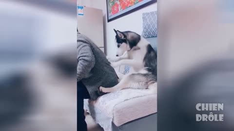 dog that massages its master