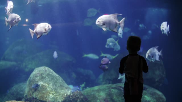 Boy Watching The Fishes In An Aquarium viewers