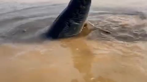 Amazing Fishing