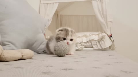 Cute Kitten Videos Short Leg Cat